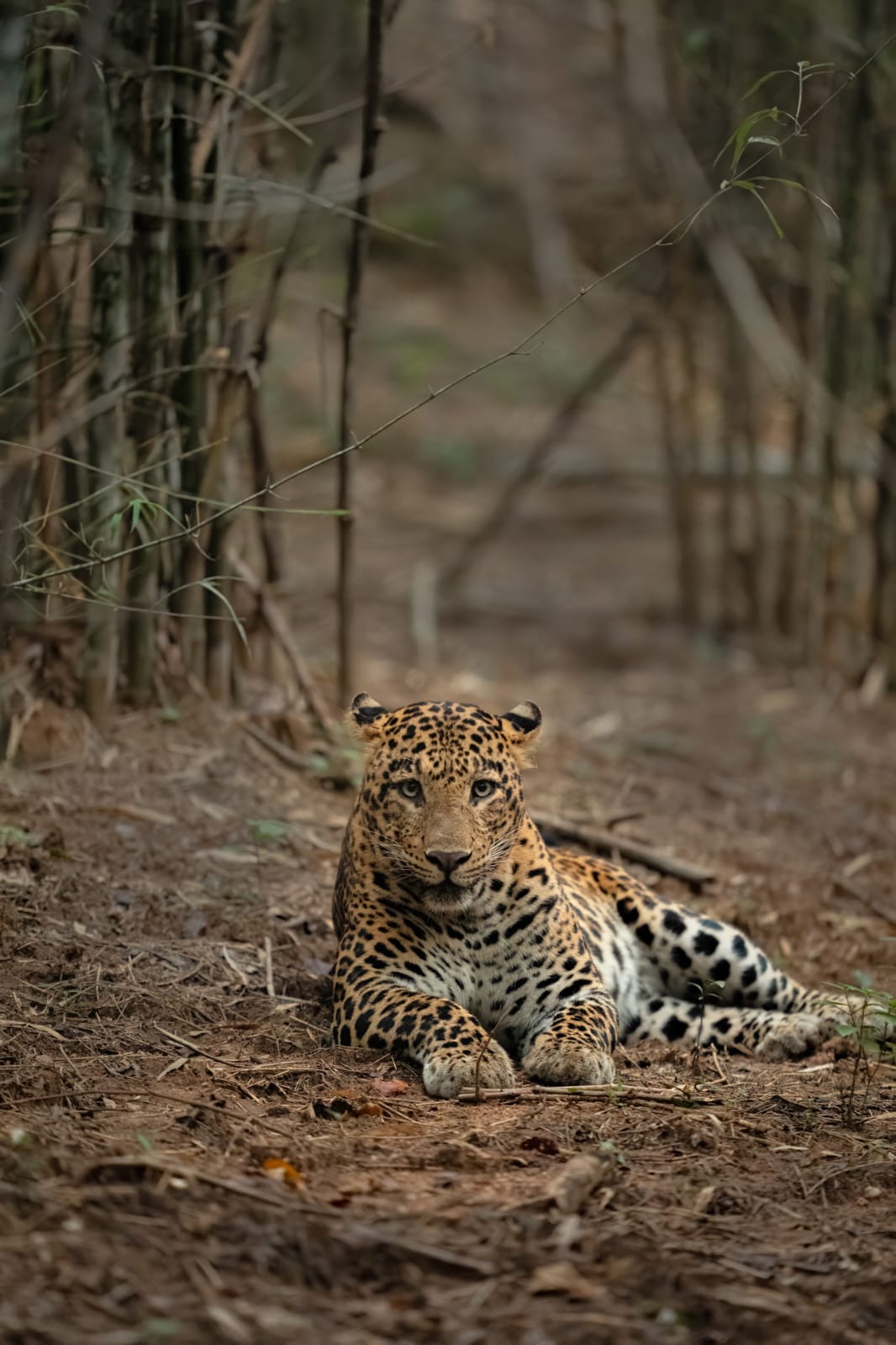 WhatsApp Image 2025-11-11 at 11.11.06 AM