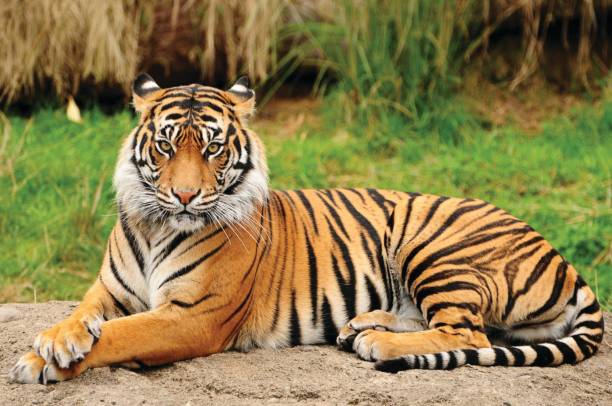 Portrait of a Royal Bengal Tiger alert and Staring at the Camera. National Animal of Bangladesh