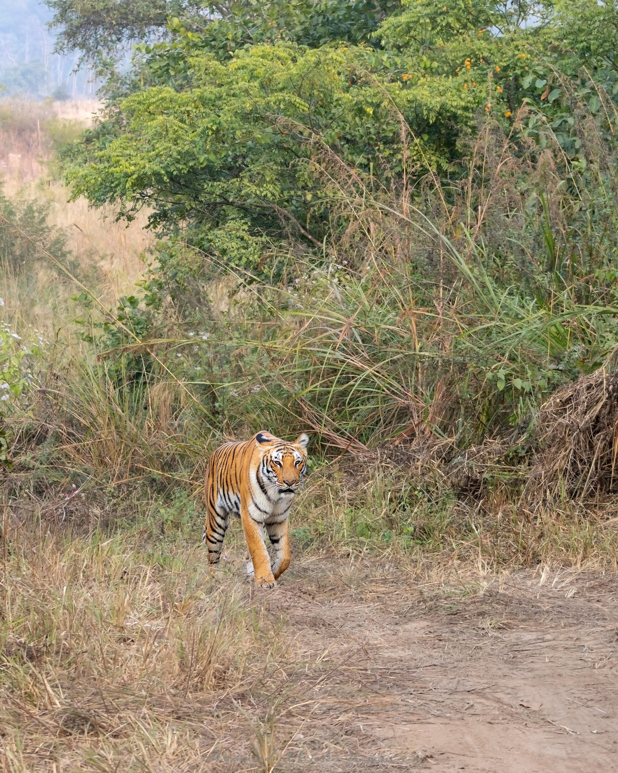 pexels-photo-35198023-35198023